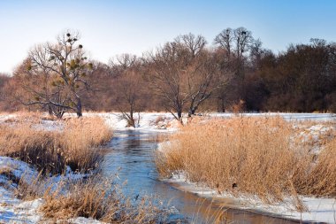 Kışın güneşli bir günde kıyıda kuru kamışlarla Widawa nehri..