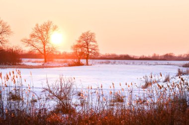 Widawa Nehri 'ndeki ağaçların arasında kış günbatımı. Nehir yatağı boyunca kuru sazlıklar. Güneş ışınlarıyla aydınlatılıyor..
