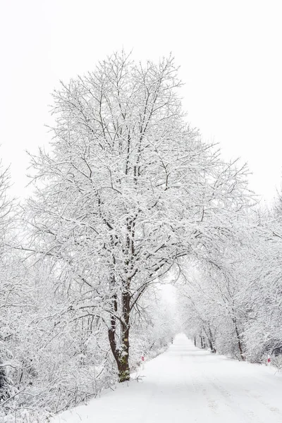 Zimní Krajina Zasněženými Stromy Horské Cestě Sudety Pokryté Bílým Sněhem — Stock fotografie
