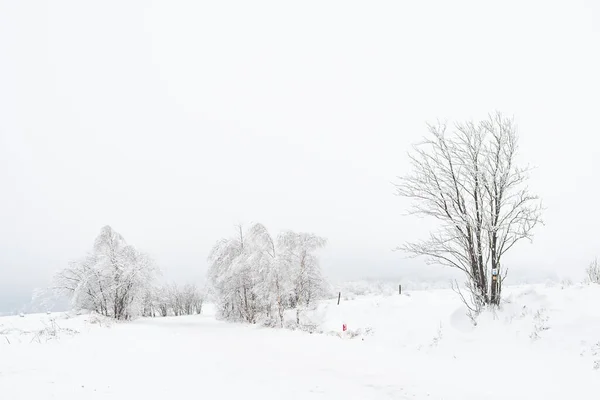 Winter Landscape Snow Covered Trees Mountain Road Sudetes Covered White — Stock Photo, Image