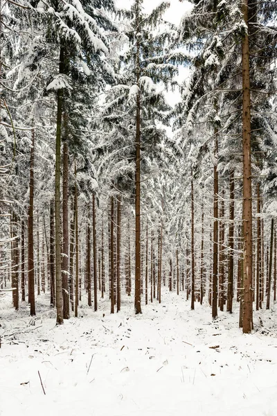 Snow Covered Trees Forest Hiking Trail White Snow Covers Tops — Stock Photo, Image