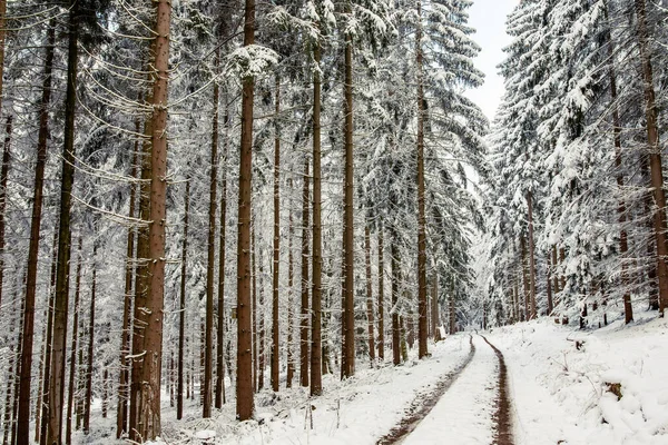 Snow Covered Trees Forest Hiking Trail White Snow Covers Tops — Stock Photo, Image