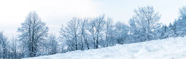 Zimní Krajina Sudetech Bílý Sníh Pokrývá Pole Stromy Jasného Dne — Stock fotografie