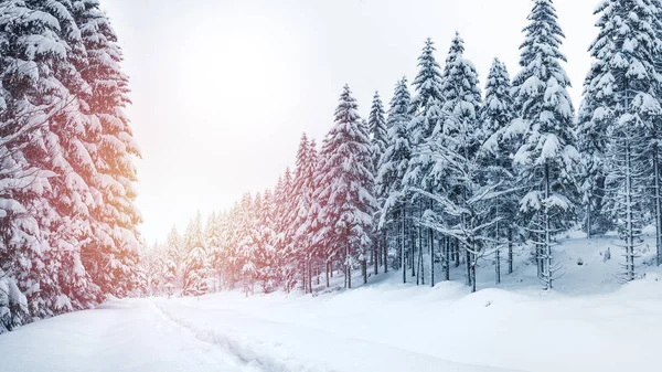 Winter Landscape Mountains Trees Covered Snow Hiking Trail Deep Snow — Stock Photo, Image