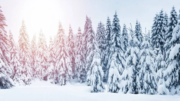 Winter Landscape Mountains Trees Covered Snow Hiking Trail Deep Snow — Stock Photo, Image