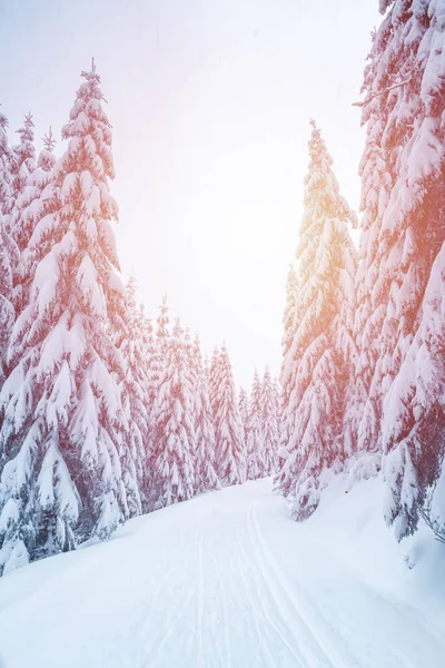 Winter Landscape Mountains Trees Covered Snow Hiking Trail Deep Snow — Stock Photo, Image