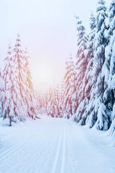 Winter Landscape Mountains Trees Covered Snow Hiking Trail Hiking Trail — Stock Photo, Image