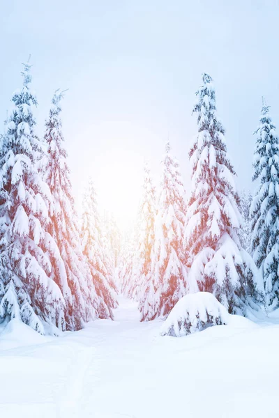 Zimní Krajina Horách Stromy Pokryté Sněhem Turistické Stezce Hluboký Sníh — Stock fotografie