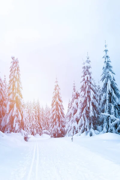 Winter Landscape Mountains Trees Covered Snow Hiking Trail Hiking Trail — Stock Photo, Image