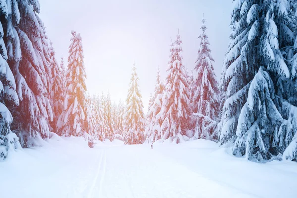 Winter Landscape Mountains Trees Covered Snow Hiking Trail Hiking Trail — Stock Photo, Image