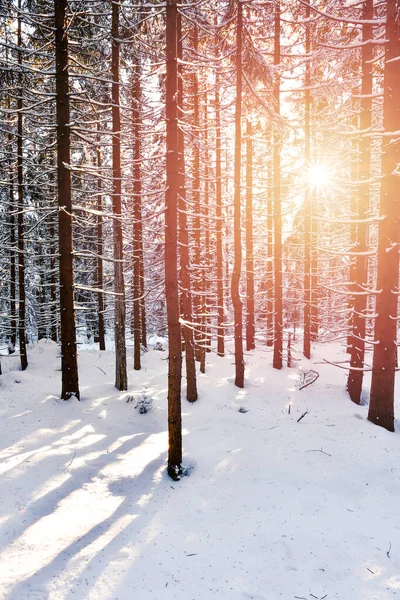 Snow Covered Tree Trunks Lit Rays Sun Dense Forest View — Stock Photo, Image