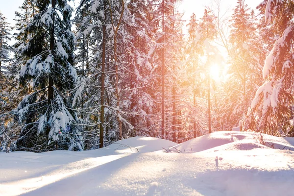Snow Covered Trees Dense Forest Lit Rays Sun View Hiking — Stock Photo, Image