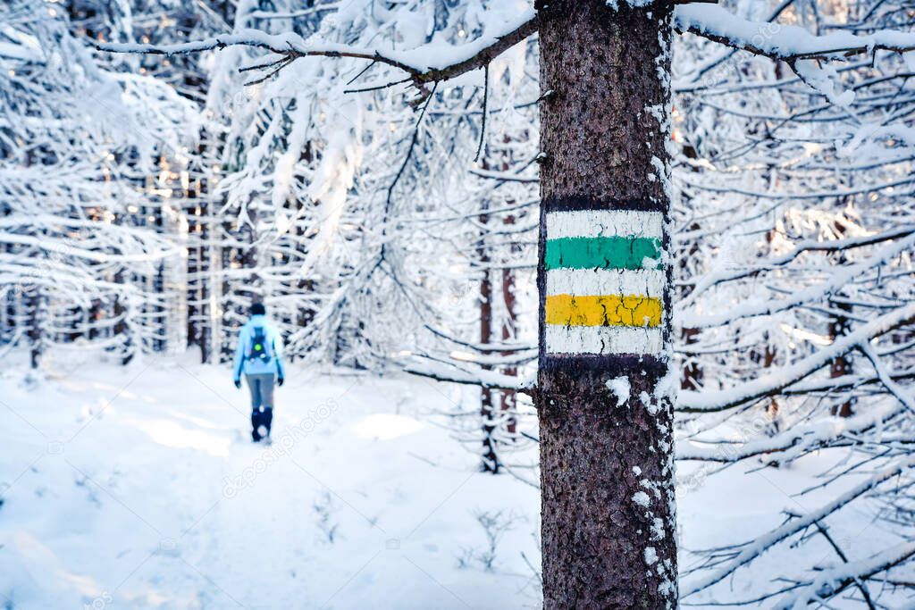 A tourist follows a hiking trail that leads through a snow-covered forest in winter in the Stolowe Mountains. The whole trail with trees is covered with white snow, which keeps in cold temperatures.