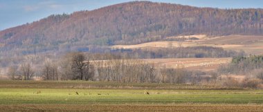 Küçük bir geyik sürüsü, yeşil bir tepede otlar. Bazı hayvanlar yerde yatarken dinlenirler. Dağlardaki kar eksikliği, memelilerin yiyecek aramak için tarlaya gitmelerine olanak sağlıyor..