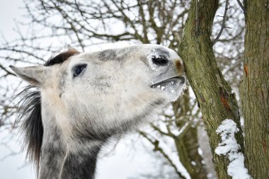 Bir at kış günü bir ağacın kabuğunu kemirir. Gri renkli hayvan tarlada otluyor..
