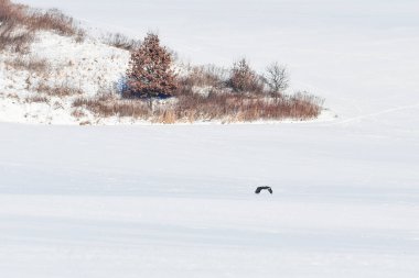 Bir şahin (Accipiter gentilis) kış günü karlı bir arazide alçaktan uçar. Büyük bir yırtıcı kuş..