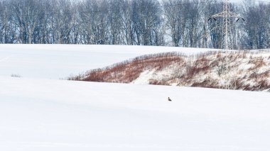 Şahin (Accipiter gentilis) bir kış günü karla kaplı bir tarlaya inmiştir. Büyük bir yırtıcı kuş..