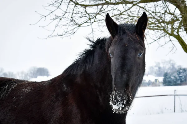 Pferdeporträt Auf Der Weide Einem Wintertag Das Schwarz Gefärbte Tier — Stockfoto
