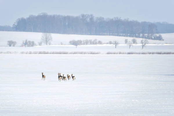 Een Kleine Kudde Wilde Herten Rent Naar Het Bos Een — Stockfoto