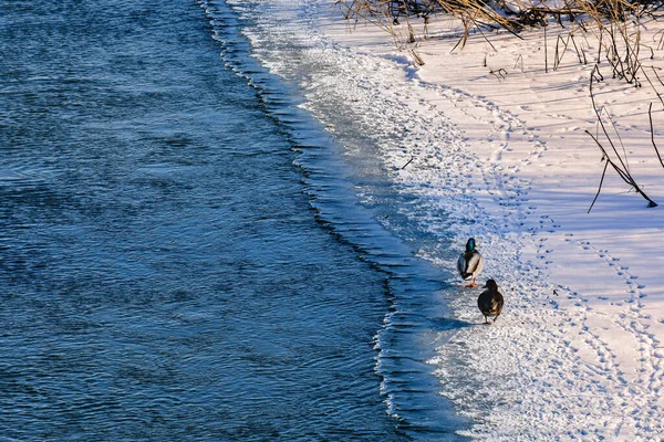 Ducks Anas Platyrhynchos Walk Ice River Bank Winter Day — Stock Photo, Image