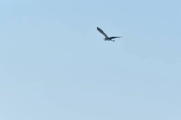 Gray Heron Ardea Cinerea Flight Blue Sky Large Water Bird — Stock Photo, Image