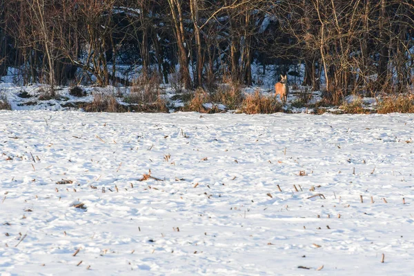 Young wild roe deer look out for danger while standing in a snowy field in winter. The animal stays right next to the forest to quickly escape to a safe place in case of danger.