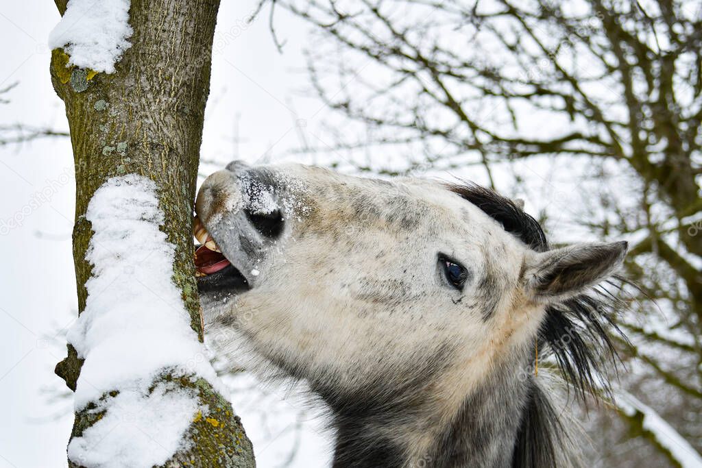 A horse gnaws the bark of a tree on a winter day. The gray-colored animal grazes in the field.