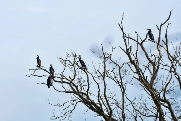 Numerosos Cormoranes Comunes Phalacrocorax Carbo Grandes Aves Acuáticas Negras Sientan — Foto de Stock