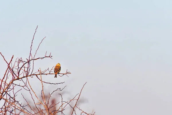 Птица Yellowhammer Emberiza Citrinella Сидит Ветке Куста Смотрит Солнце Маленькая — стоковое фото