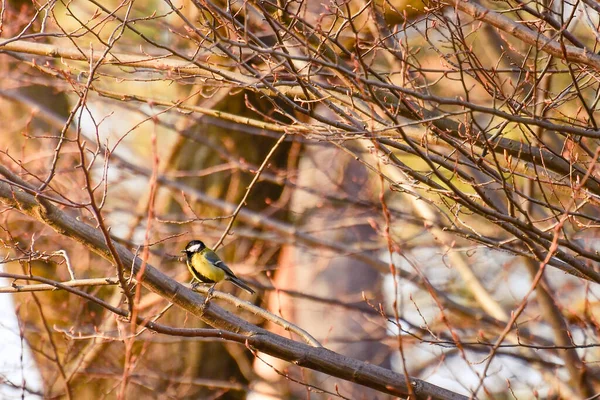 Der Kleine Gelb Schwarze Vogel Kohlmeise Parus Major Sitzt Hoch — Stockfoto