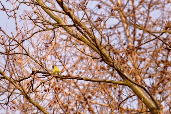 Uccellino Giallo Yellowhammer Emberiza Citrinella Siede Alto Tra Rami Degli — Foto Stock