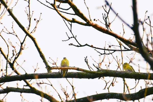 Little Yellow Bird Yellowhammer Emberiza Citrinella Sits High Branches Trees — Stock Photo, Image
