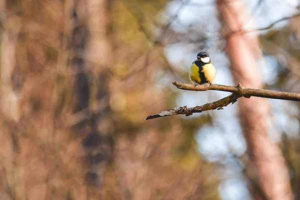 The little yellow-black bird Great Tit (Parus major) sits high among the branches of the trees and looks around.