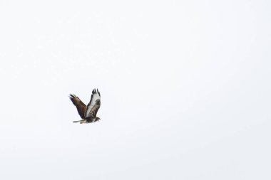 Yaygın bir akbaba (Buteo buteo) - yiyecek aramak için havada uçan büyük bir yırtıcı kuş.