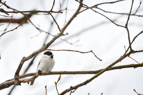 Marsh Tit Poecile Palustris Little Bird Sitting Tree Branch — Stok fotoğraf