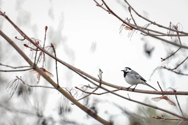 木の枝に座っている白鳥 モタキージャ アルバ — ストック写真