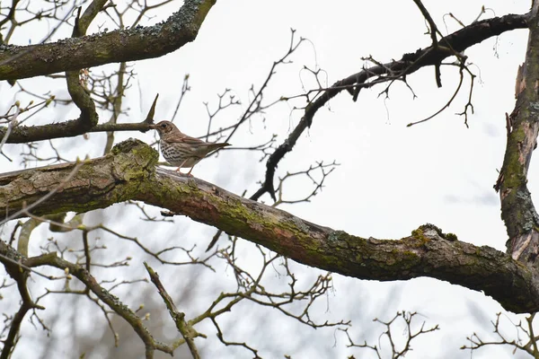 Song Drozd Turdus Philomelos Malý Ptáček Sedí Větvi Stromu — Stock fotografie