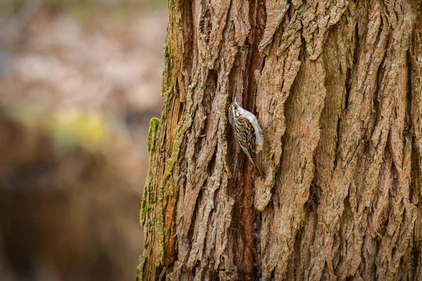 Eurasian Tree Reeper Certhia Familiaris Malý Ptáček Sedící Kmeni Stromu — Stock fotografie