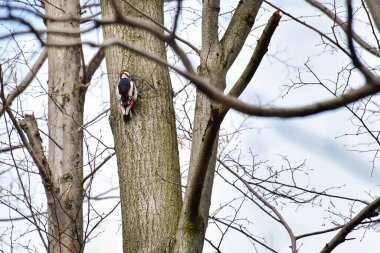 Büyük Benekli Ağaçkakan (Dendrocopos major) yaşlı bir ağaçta oturur..