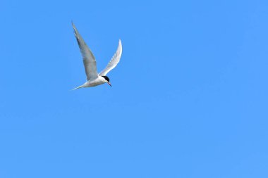Tern (Sterna hirundo) su kuşu, kanatlarını açıp gökyüzünde uçan kuş, görünümü aşağıdan gelir..