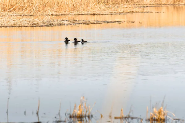 Wasservogel Der Tufted Duck Aythya Fuligula Ein Kleiner Schwarm Schwimmt — Stockfoto