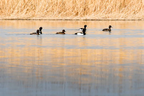 Tuftad Anka Aythya Fuligula Vattenfågel Liten Flock Simmar Det Lugna — Stockfoto