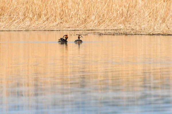 Haubentaucher Podiceps Cristatus Wasservogel Vögel Schwimmen Ruhigen Wasser Des Sees — Stockfoto