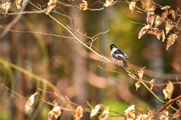 Collared Flycatcher Ficedula Albicollis Small Bird Sitting Tree Branch — Stock Photo, Image