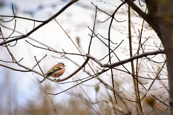 Fringilla Coelebs Zięba Pospolita Mały Kolorowy Ptak Siedzący Gałęzi Drzewa — Zdjęcie stockowe