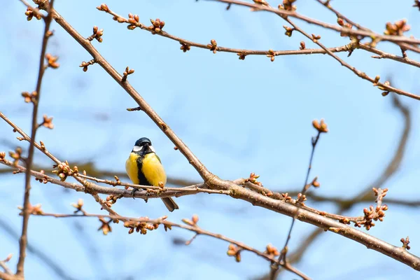 Great Tit Parus Major Small Yellow Black Bird Sitting Tree — Zdjęcie stockowe