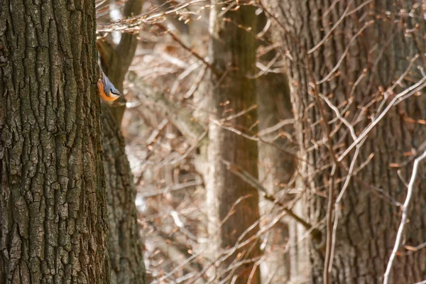 欧亚大陆的茅草屋 Sitta Europaea 坐落在森林的树桩上 — 图库照片
