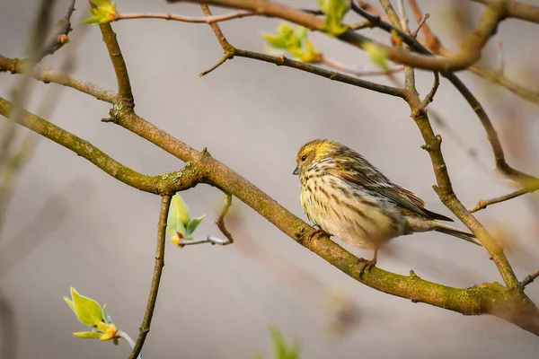 Piccolo Uccello Serin Europeo Serinus Serinus Siede Ramo Albero — Foto Stock