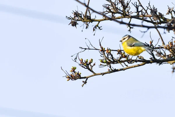 Eurasian Blue Tit Cyanistes Caeruleus Small Yellow Blue Bird Sitting — Fotografia de Stock