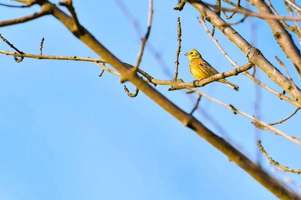 Petit Oiseau Jaune Emberiza Citrinella Assis Sur Une Branche Arbre — Photo